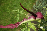 Dracunculus vulgaris RCP05-07 117.jpg